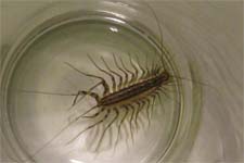 Exterminator in NORTH LAS VEGAS: Exterminator NORTH LAS VEGAS Nevada