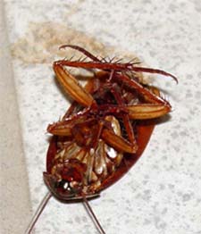 Exterminator in NORTH LAS VEGAS: Exterminator NORTH LAS VEGAS Nevada