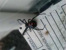 Exterminator in NORTH LAS VEGAS: Exterminator NORTH LAS VEGAS Nevada