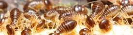 Termite Control Round Rock