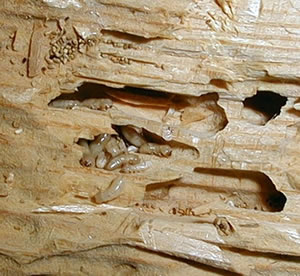 Termite Control Round Rock