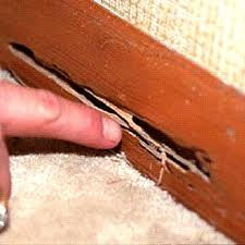 Termite Control Round Rock