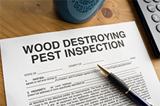 Termite Control in BEE CAVE / Termite Control BEE CAVE Texas