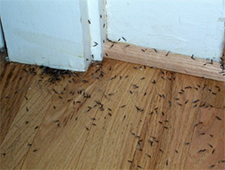 Termite Control in BEE CAVE / Termite Control BEE CAVE Texas